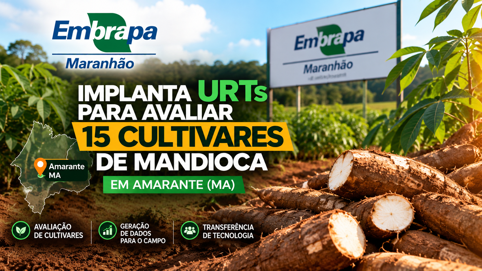 Imagem ilustrativa de plantação de mandioca e raízes, destacando as URTs da Embrapa Maranhão para avaliação de 15 cultivares em Amarante (MA).