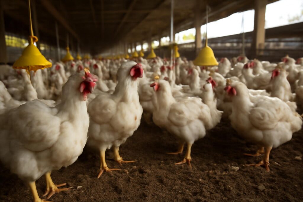 Ilustração sobre Brasil suspende exportações de carne de aves à China após foco de Newcastle em SC
