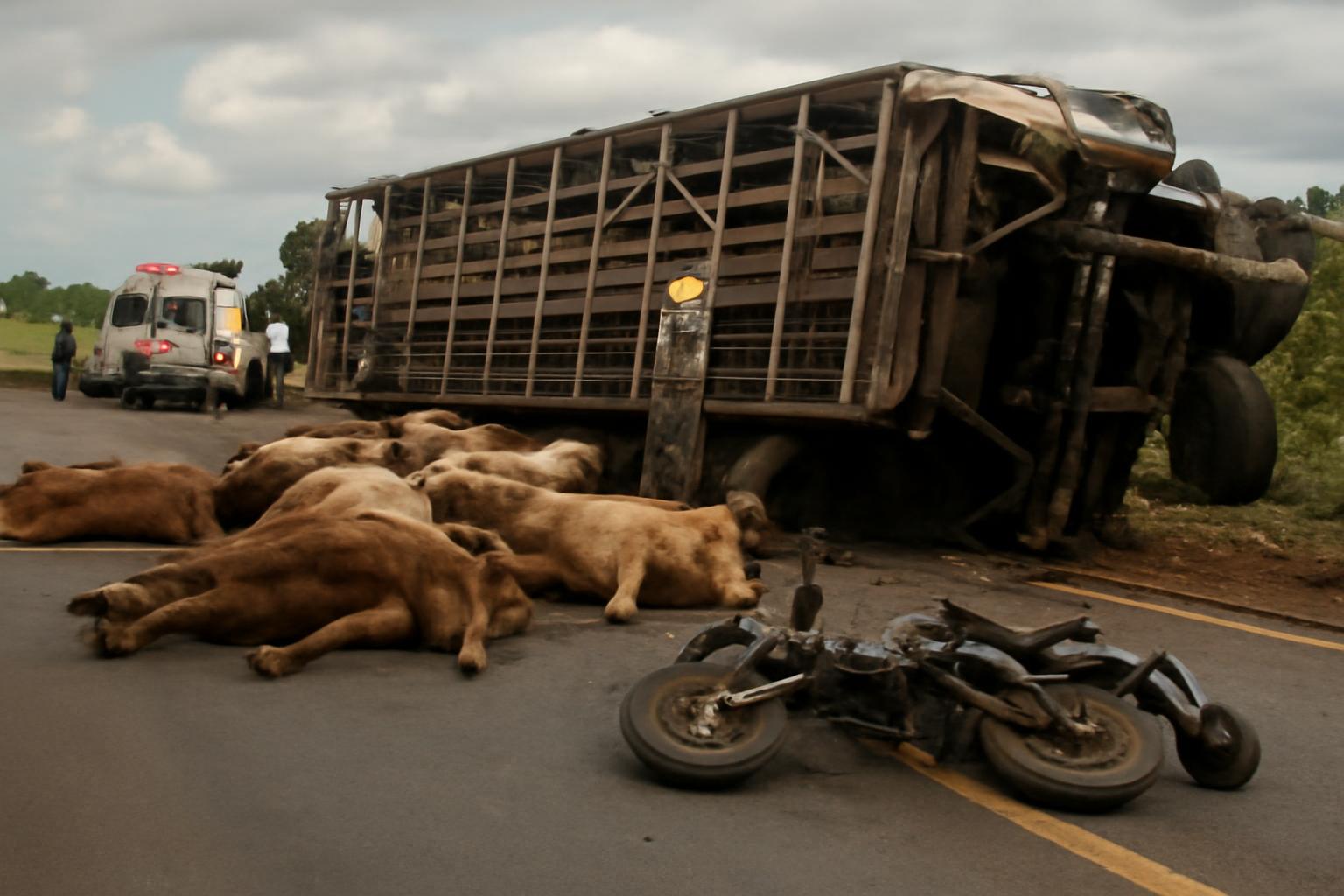 Ilustração sobre Carreta com bovinos tomba no Anel Viário de Ji-Paraná e mata entregador de leite